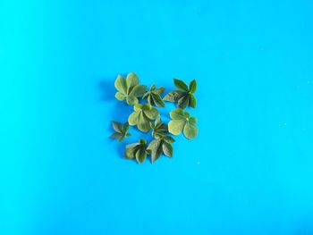 Directly above shot of small blue flowers