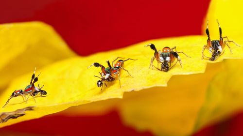 Close-up of metallic jumpers on a yellow leaf