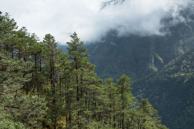 Pine trees in forest against sky