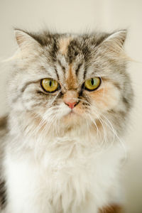 Close-up portrait of cat