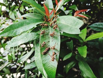 Close-up of insect on plant