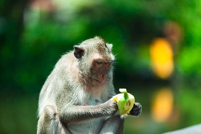 Close-up of a monkey eating fruit