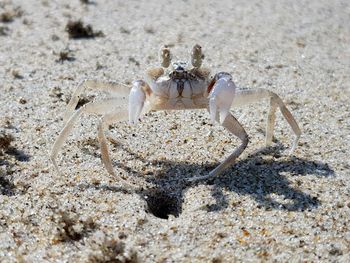 Close-up of crab on sand
