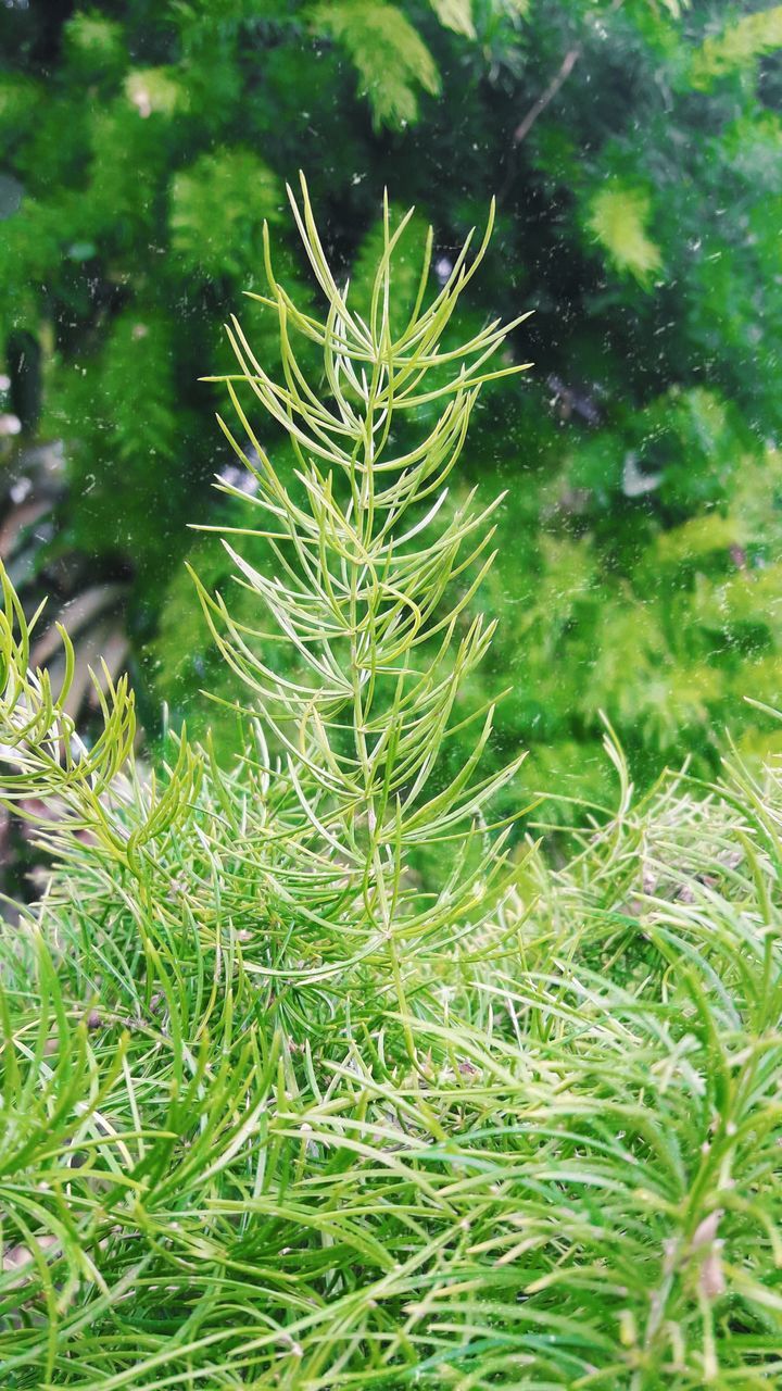 plant, green color, growth, nature, beauty in nature, no people, day, close-up, land, field, outdoors, selective focus, tranquility, focus on foreground, plant part, leaf, tree, freshness, lush foliage, high angle view, coniferous tree, spiky