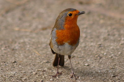 Close-up of bird perching on ground