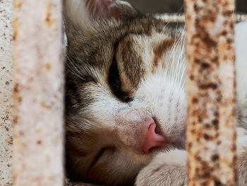 Close-up of cat sleeping