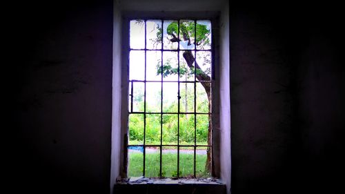 Close-up of plants seen through window