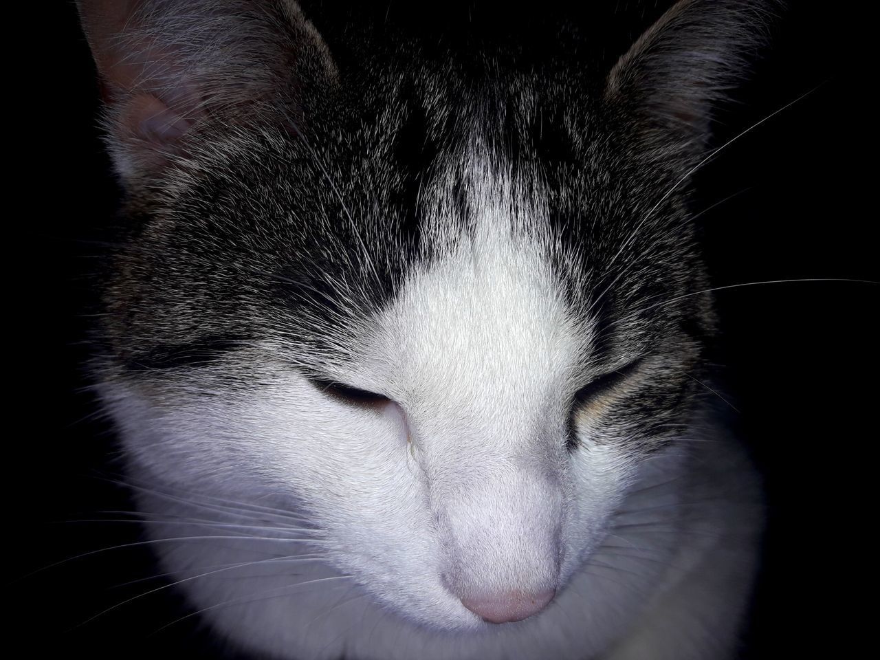 CLOSE-UP OF CAT SLEEPING ON BLACK BACKGROUND