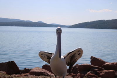 Swan on rock by lake against sky
