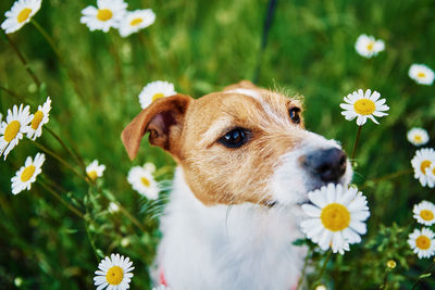 Cute dog portrait on summer meadow with green grass