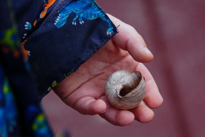 Close-up of hand holding shell