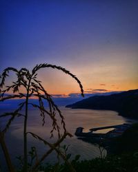 Silhouette plants on land against blue sky during sunset