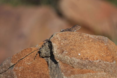 Close-up of lizard on rock