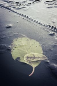 High angle view of leaves floating on water