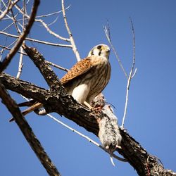 Low angle view of birds perching on tree