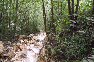 Scenic view of forest