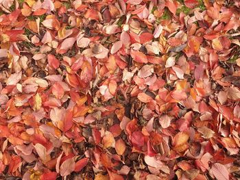 Full frame shot of autumn leaves