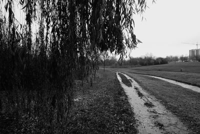 View of empty road along trees