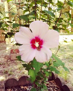 Close-up of fresh pink hibiscus blooming on tree