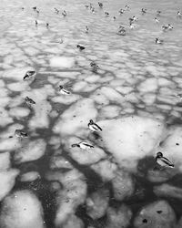 High angle view of mallard ducks perching on frozen lake