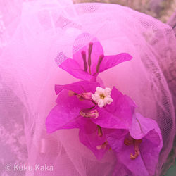 Close-up of pink orchids