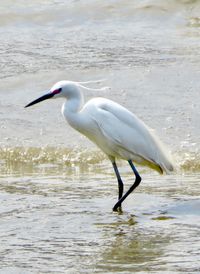 Pelican on lake