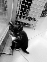 High angle portrait of cat sitting on tiled floor