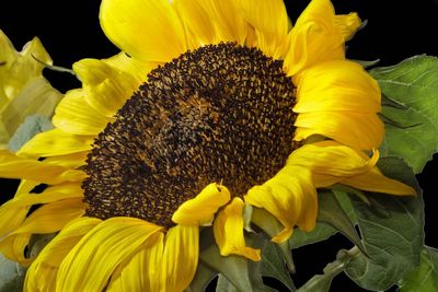 Close-up of bee pollinating on sunflower