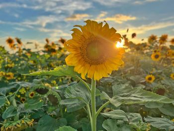 sunflower