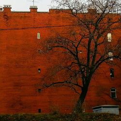 Bare trees with buildings in background