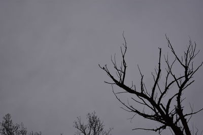 Low angle view of silhouette bare tree against clear sky