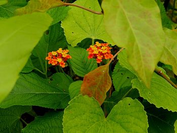 Close-up of plants