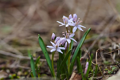 Close-up of purple flowering plant