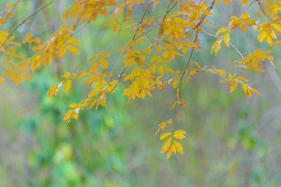 Close-up of yellow flowering plant during autumn