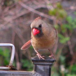 Close-up of bird perching on railing