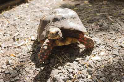 Close-up of turtle on ground