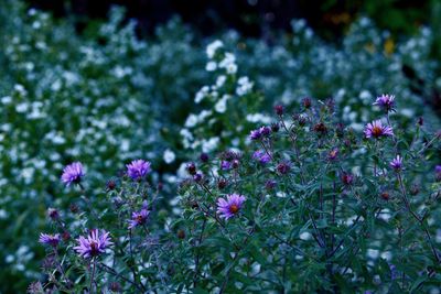 Close-up of purple flowering plants on field