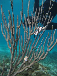 Close-up of cactus in sea