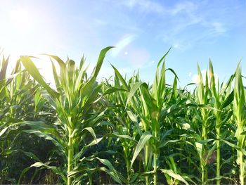 Crops growing on field against sky