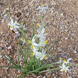 High angle view of wildflowers