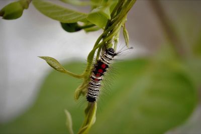 Caterpillar creeping on the stem of host plant