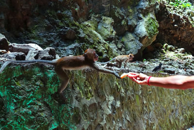 Full length of hand feeding rocks