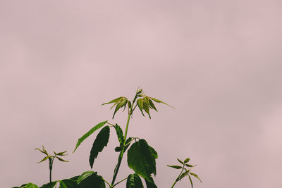 Close-up of plant against sky