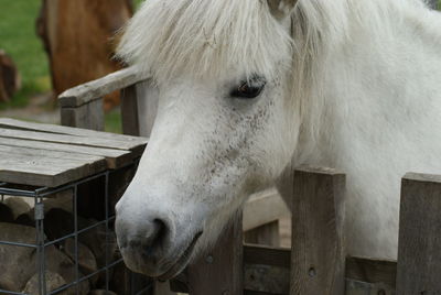 Close-up of horse in stable