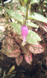 Close-up of pink flower blooming outdoors