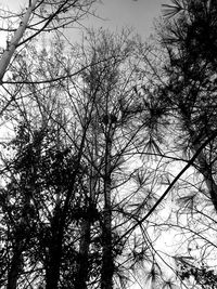 Low angle view of bird against sky