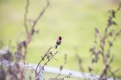 Close-up of bird perching on branch