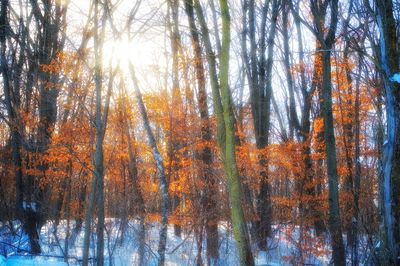 Trees in forest