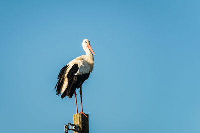 Low angle view of bird perching against clear sky