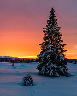 Scenic view of snow covered field against sky during sunset